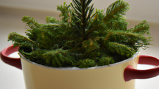 Le sapin de Noël dans son pot