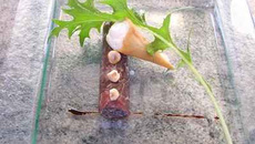 Lavaret du Lac du Bourget, cuisson basse température, millefeuille de vert & côtes de blettes