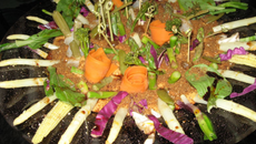 Le potager ensoleillé