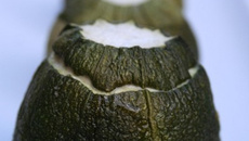 Courgettes rondes farcies au saumon fumé