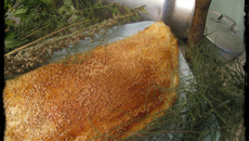 Chausson croustillant au camembert