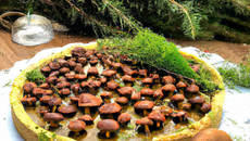 Tourte forestière