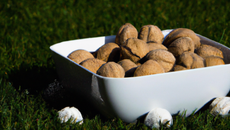 Noix de pétoncle en prairie