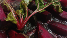 Chaud froid de bettraves
