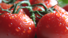 Tomate fraicheur
