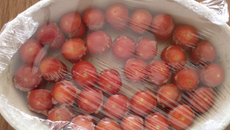 Tomates cerise farcie