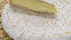 Tête de maquereaux, cape de Brie