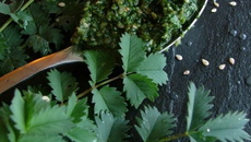 Pesto poivré de pimprenelle au sésame