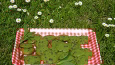 Cookies Menthe & Pépites de chocolat