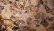 Rognons de veau sauce madère