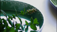 Courgettes à l'escabèche, menthe basilic, feta, citron confit