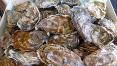 Huitres chaudes au parmesan