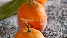 Clémentines givrées