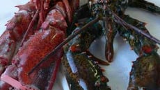 La cuisson du homard