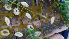 Morue aux herbes sauvages