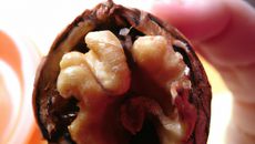 Noix de pétoncle au porto