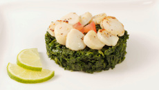 Saint-Jacques sur embeurrée de chou kale