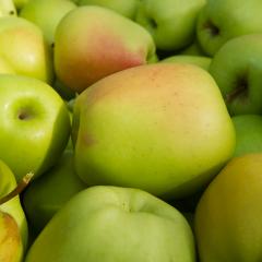 Accueil - Pomme du Limousin