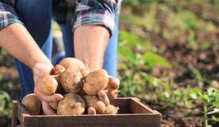 On aime les patates,