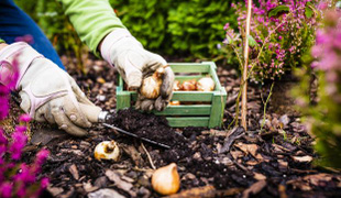 Calendrier du jardin