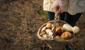 Champignons : le pharmacien est-il vraiment habilité à vérifier le fruit de nos cueillettes ?