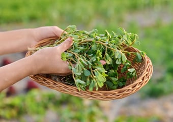 Considérée à tort comme une mauvaise herbe, cette plante sauvage rafraîchissante fait son grand retour dans nos salades d'été