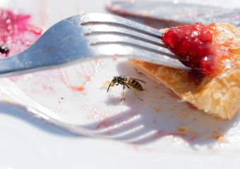 Voici comment empêcher les guêpes de gâcher vos repas en terrasse