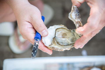 Comment ouvrir les huîtres ?