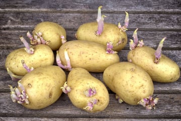 Peut-on manger une pomme de terre qui a germé ?