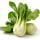 Chou bok choy ou chou pak choy