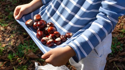 Ne ramassez jamais une châtaigne trouée en forêt : ce que cache ce petit détail va vous couper l'appétit