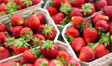 Pourquoi mes fraises n’ont pas de goût ?