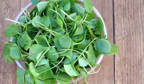 Surnommé la salade de l’hiver, cet ingrédient riche en vitamine C est conseillé pour booster son immunité !