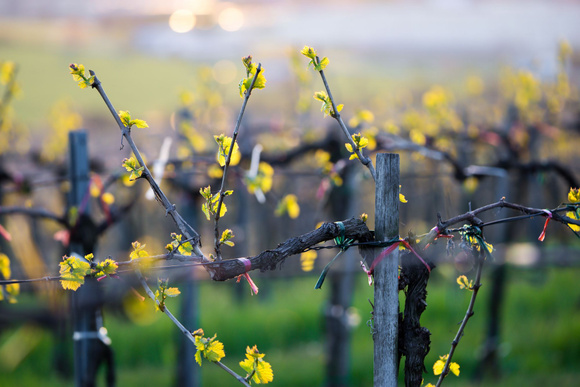 La vigne peut donner de nouveaux bourgeons. Adobestock