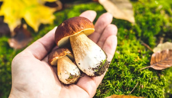 Ce jardinier livre ses petits secrets pour trouver plus facilement “les coins à cèpes” lors de vos cueillettes