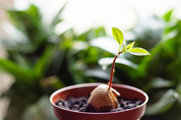 Comment faire germer les noyaux d'avocat pour obtenir une plante ?