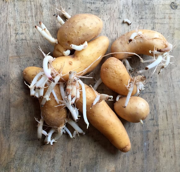 OOPS, mes pommes de terre ont germé, je peux encore les consommer ?