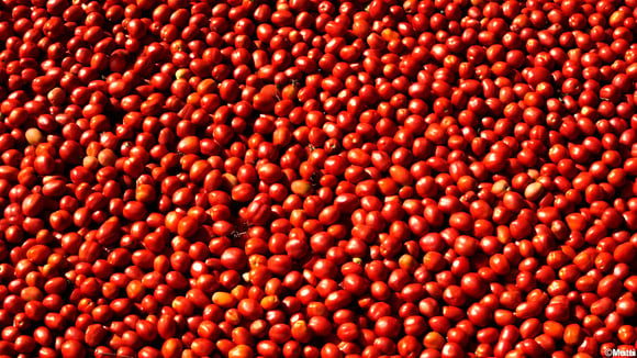 Tomates : Pulpe, coulis, Passata, concentré, concassées, Polpa. S'y retrouver et bien les utiliser