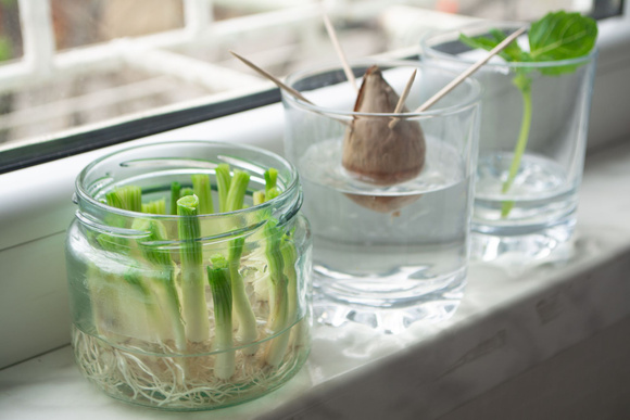 Comment faire repousser des légumes avec des restes ?