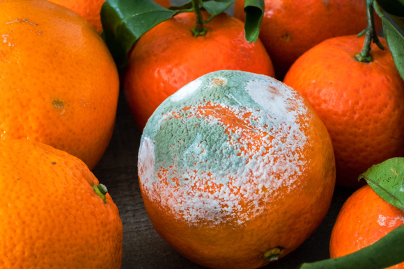 Peut-on manger une orange ou une clémentine avec du moisi ?