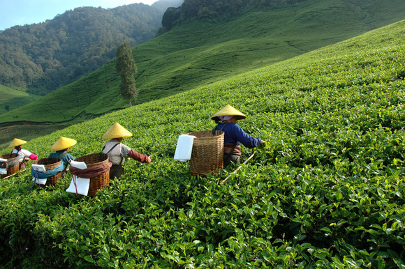 Plantation de thés. Adobestock
