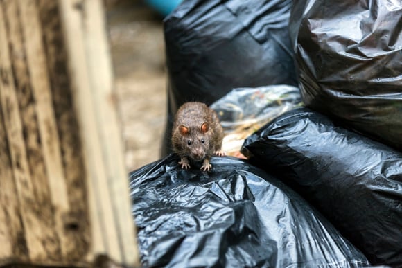 L'urine de rats est vectrice d'une maladie. Adobestock