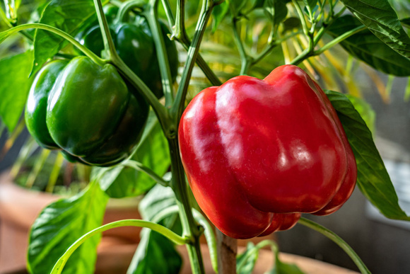 Les poivrons verts ne sont pas encore mûrs. Adobestock