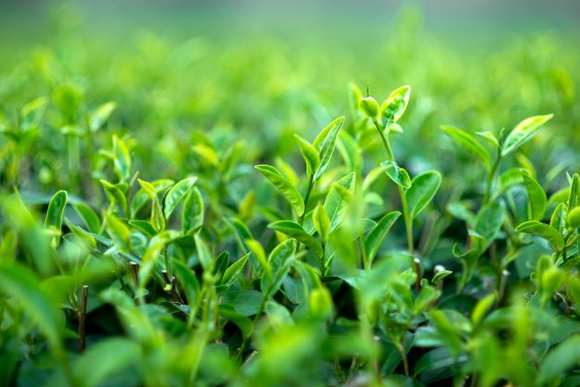 Le thé, un outil d'étude de la biodiversité. Adobestock