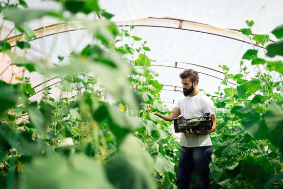 Impact écologique et économique de la culture de cornichons. Adobestock