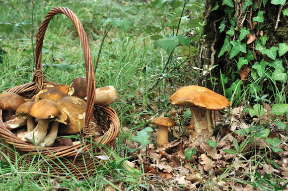 Cueillette des champignons : les espèces à ne pas confondre pour éviter l’intoxication