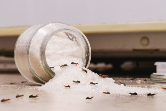 5 astuces naturelles pour éviter les invasions de fourmis dans la cuisine