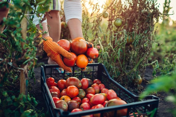 L'agriculture biologique est nettement moins concernée. Adobestock