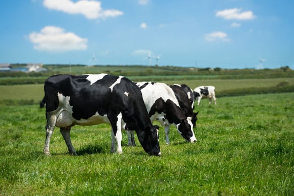 Jusqu'où l'alimentation affecte-t-elle le goût du lait ? Adobestock