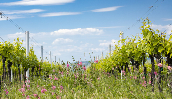 Le cycle d'une vigne. Adobestock